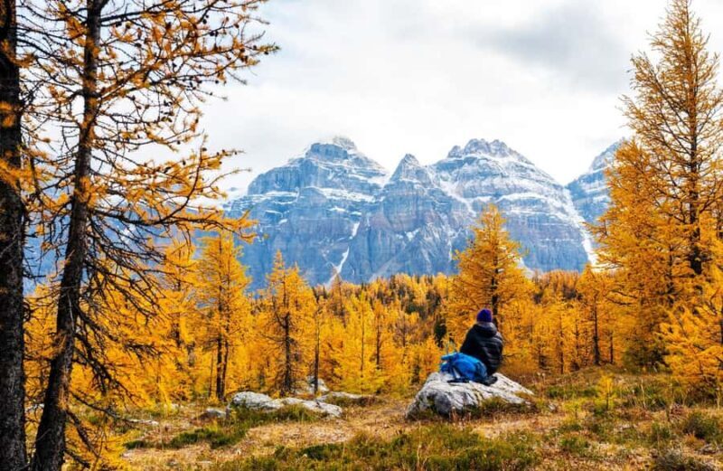 Banff/Canmore: Larch Valley & Moraine Lake shuttle RoundTrip - The Attractions and What to Expect