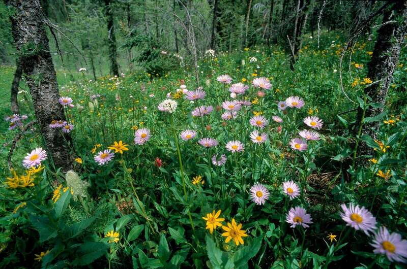 Banff: Edible and Medicinal Plants Nature Walk - The Sum Up: Who Will Enjoy This Tour?