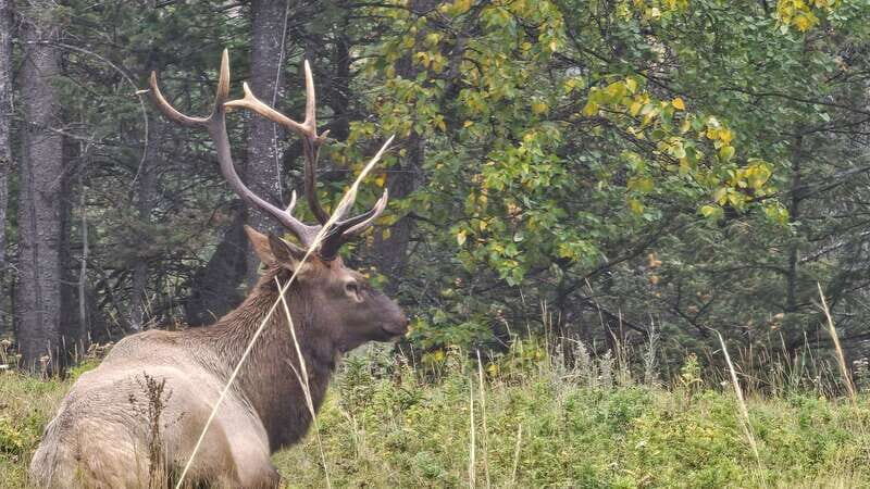 Banff: Evening Wildlife Safari Guided Tour - Logistics and Practicalities