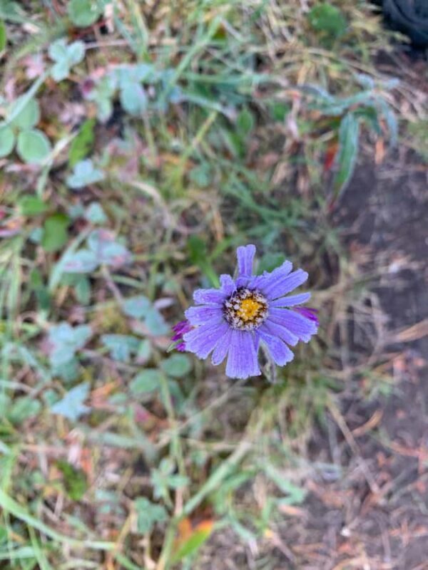 Banff: Explore Winter Nature Walk - Ice Cleats Included 2H - Practical Aspects