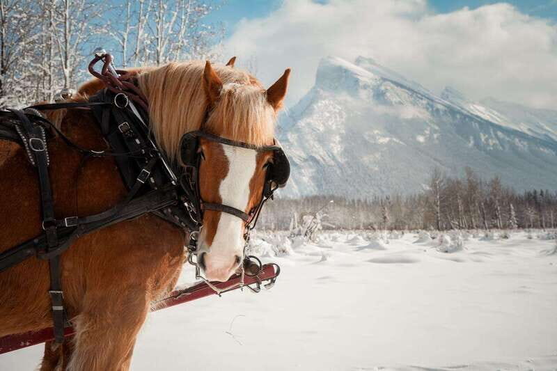 Banff: Family Friendly Horse-Drawn Sleigh Ride - An In-Depth Look at the Banff Horse-Drawn Sleigh Ride