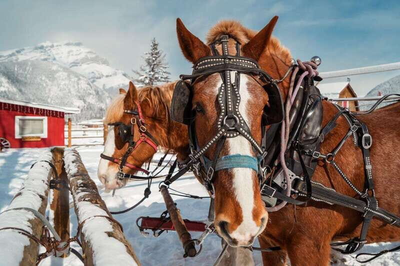 Banff: Family Friendly Horse-Drawn Sleigh Ride - FAQs