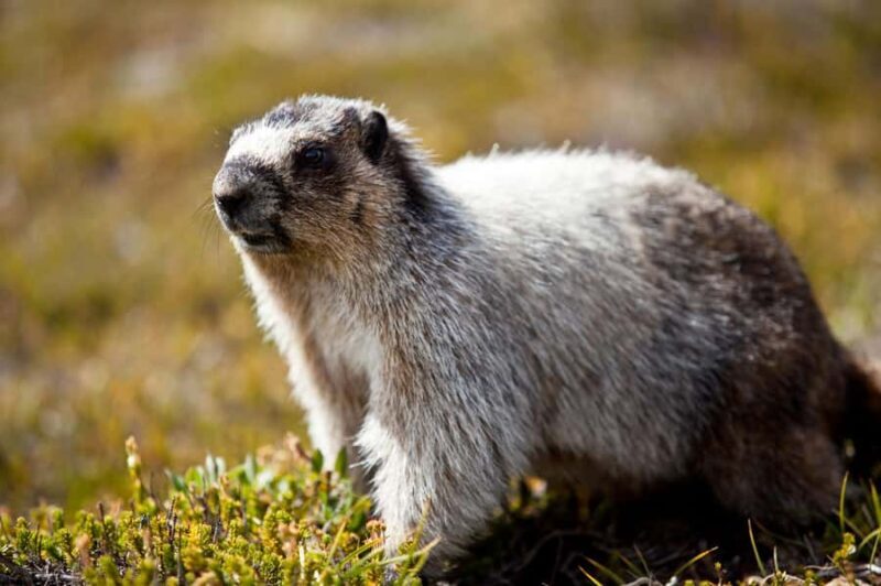 Banff: Full Day Guided Sightseeing, Lakes and Nature Tour - Final Thoughts