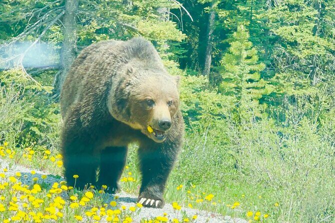 Banff Gondola Hot Springs Bow Falls and Three Lakes tour - The Sum Up: Who Should Consider This Tour?