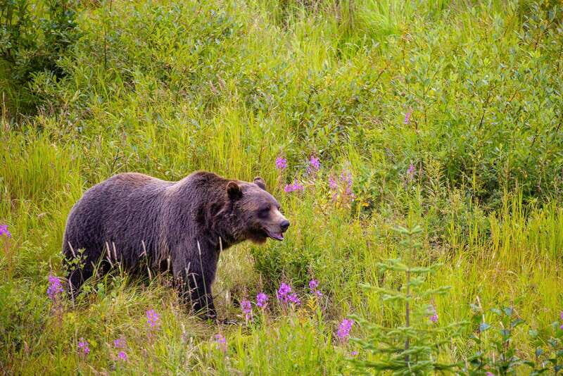 Banff: Grizzly Bear Refuge Tour with Lunch - The Gondola Ride: Elevation and Views