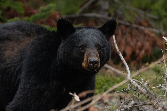 Banff Guided Nature Walk with Bear Country Safety Tips - Frequently Asked Questions