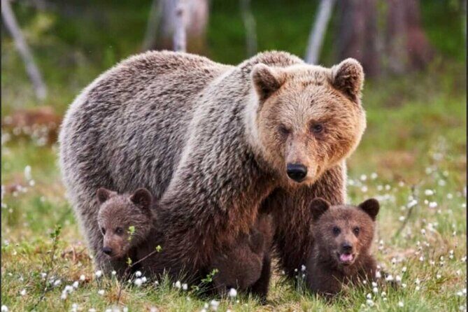 Banff: Lake Louise and Moraine Lake Tour with Pickup & Drop - Key Points