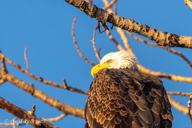 Banff & Lake Louise Custom Guided Adventures; Views, Hidden Gems - Frequently Asked Questions