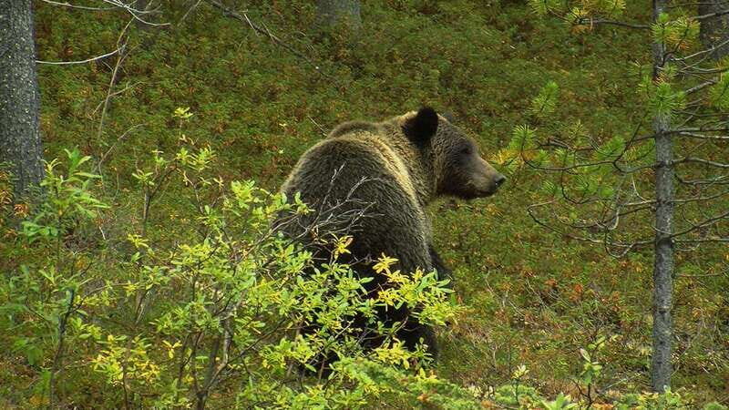 Banff National Park PRIVATE SAFARI and Nature Walk - 3.5H - Key Points