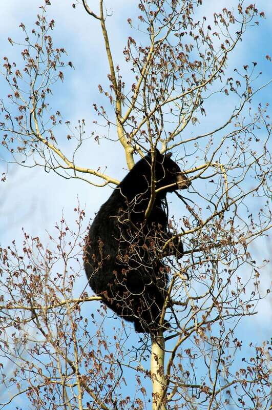 Banff National Park PRIVATE SAFARI and Nature Walk - 3.5H - Final Thoughts: Is This Tour Right for You?