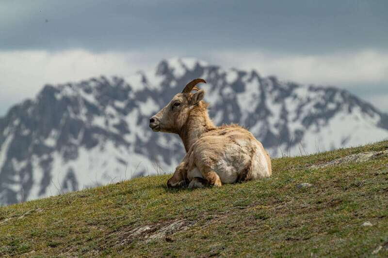 Banff National Park PRIVATE SAFARI and Nature Walk - 3.5H - FAQ