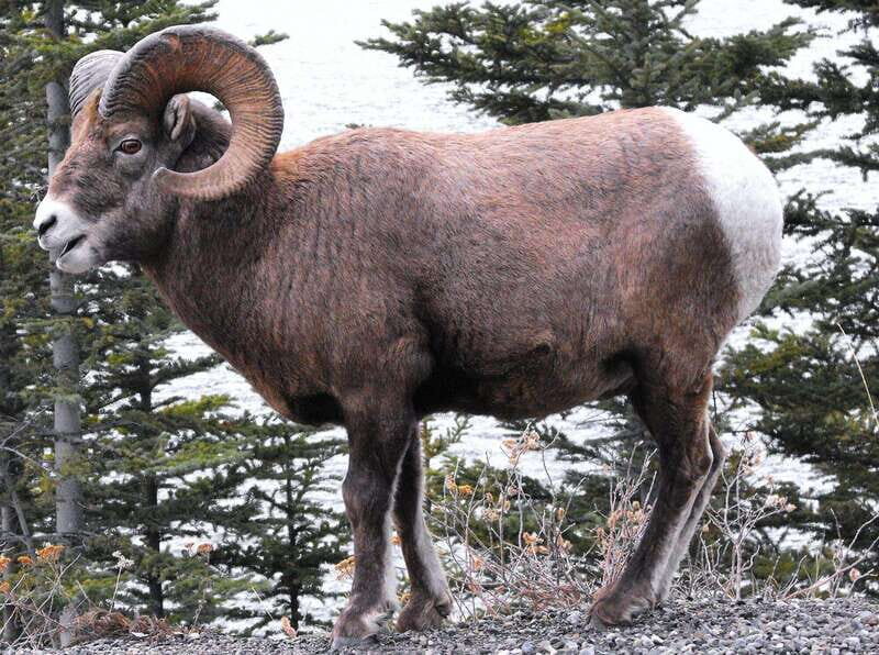 Banff PRIVATE Guided Nature Walk + Transportation - 2.5H - Who Would Enjoy This Tour Most?