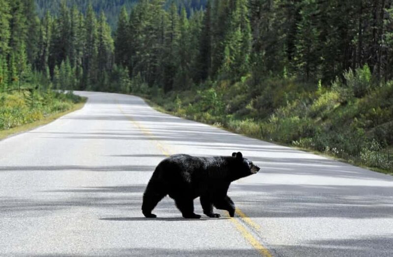 Banff: Private Premium Wildlife Viewing & Sunset Experience - The Experience: What You Can Expect