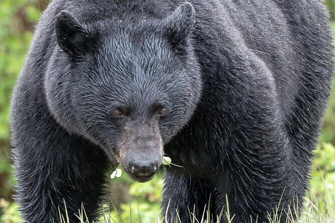 Banff PRIVATE Safari Drive and Custom Nature Walk -4H - Key Points