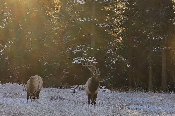 Banff Small-Group Tour in Lake Louise, Moraine and Hidden Gems - FAQs
