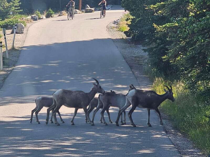 Banff to Jasper One-Way Private Tour sightseeing - FAQ