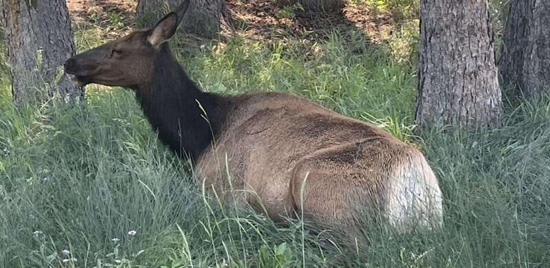 Banff Town: Guided Town Walking Tour with Snack - Why This Tour Is Worth Your Time