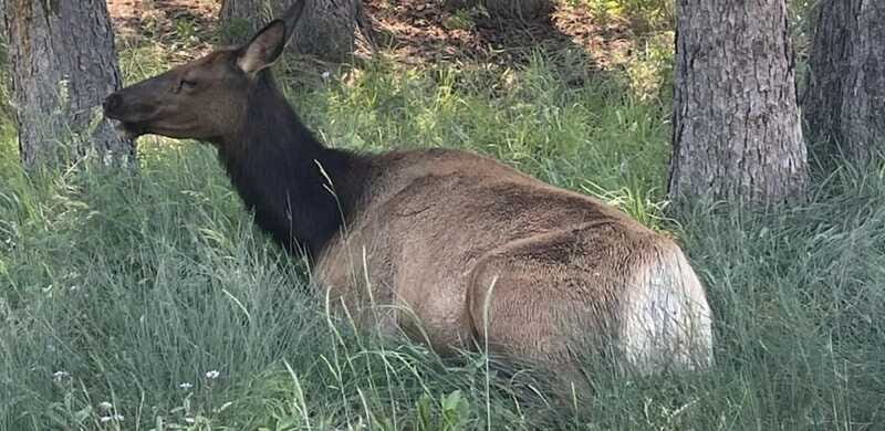 Banff Town: Guided Town Walking Tour with Snack - Analyzing the Value