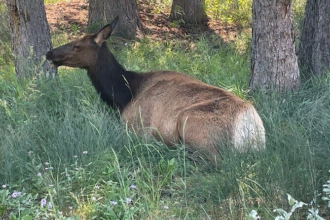 Banff Town Walking Tour Includes Refreshment and Sweet Treat - Frequently Asked Questions