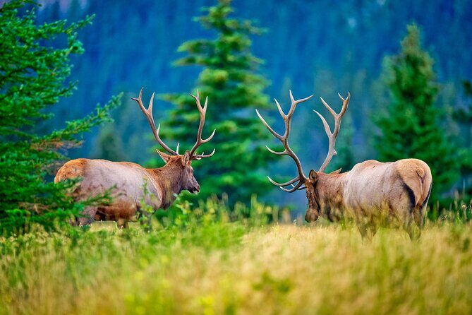 Banff Wildlife Explore and Johnston Canyon Hiking Tour - Discovering the Banff Wildlife and Johnston Canyon Hiking Tour