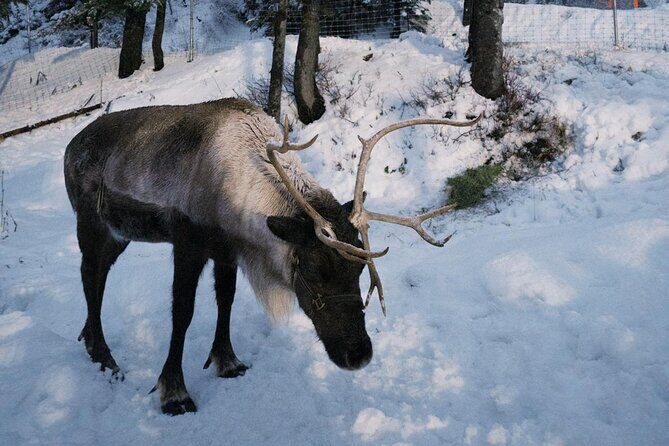 Banff Wildlife Explore and Johnston Canyon Hiking Tour - Who Would Love This Tour?