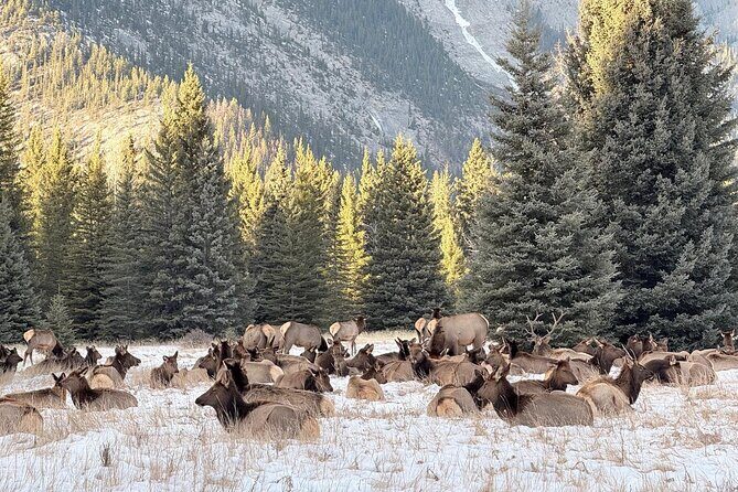 Banff Wildlife Explore and Johnston Canyon Hiking Tour - Final Thoughts