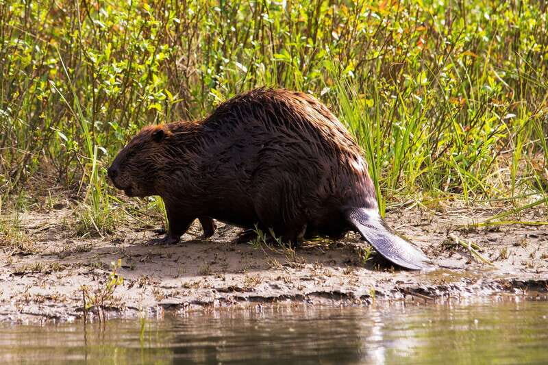 Banff: Wildlife on the Bow | Big Canoe Tour - The Real Value of This Tour