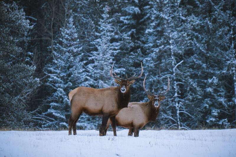 Banff: Winter Wilderness Walk with Wildlife Tracking - 2hrs - A Detailed Look at the Winter Wilderness Walk