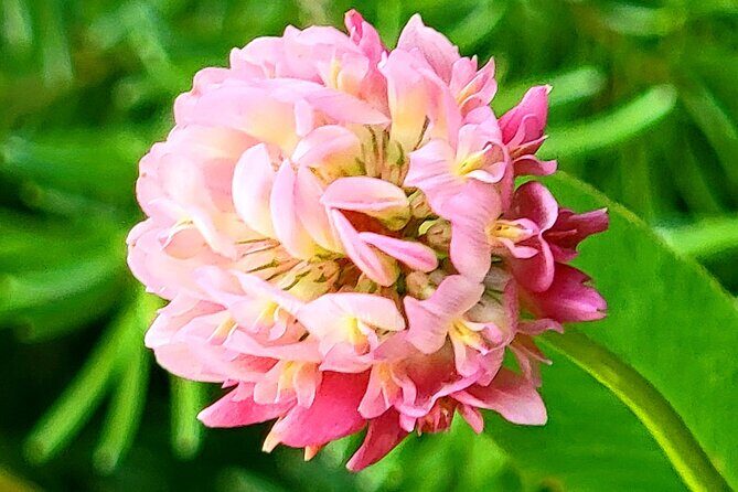 Banff, Yoho, Kootenay and Jasper Private National Parks Tour - Final Thoughts: Is This Tour for You?