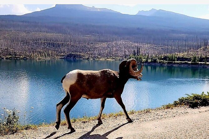 Banff, Yoho, Kootenay and Jasper Private National Parks Tour - FAQ About the Private Rockies Tour