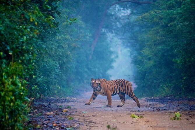 Bangalore to Jim Corbett: 3-Day Double Safari Wildlife Tour - A Detailed Look at the 3-Day Jim Corbett Wildlife Tour