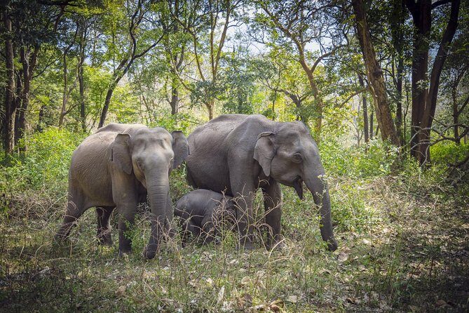 Bangalore to Nagarhole National Park: Wilderness Retreat - Bangalore to Nagarhole National Park: Wilderness Retreat — An In-Depth Review