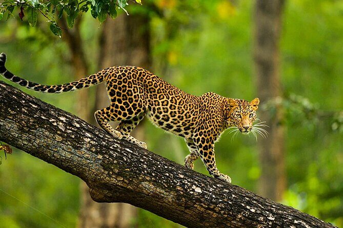 Bangalore to Nagarhole National Park: Wilderness Retreat - Key Points