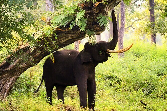 Bangalore to Nagarhole National Park: Wilderness Retreat - The Sum Up