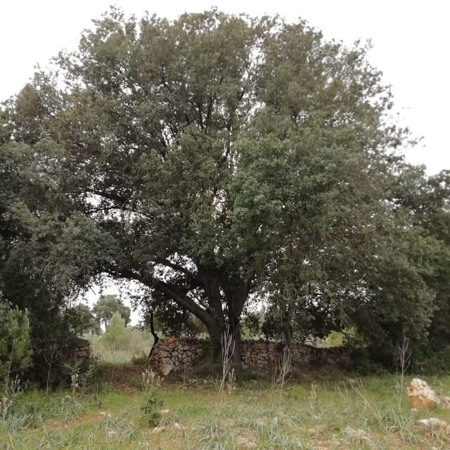 baño de bosque / bany de forêt - Key Points