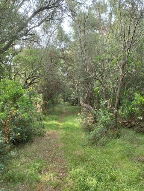 baño de bosque / bany de forêt - The Value of This Forest Bathing Tour