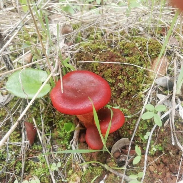 baño de bosque / bany de forêt - Who Will Love This Experience?