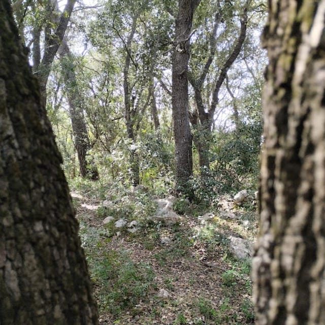 baño de bosque / bany de forêt - The Sum Up