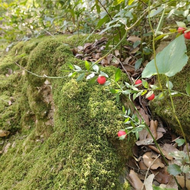 baño de bosque / bany de forêt - FAQ