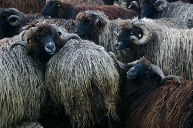 Bansko: Rare Bulgarian Pets Experience - An In-Depth Look at the Experience