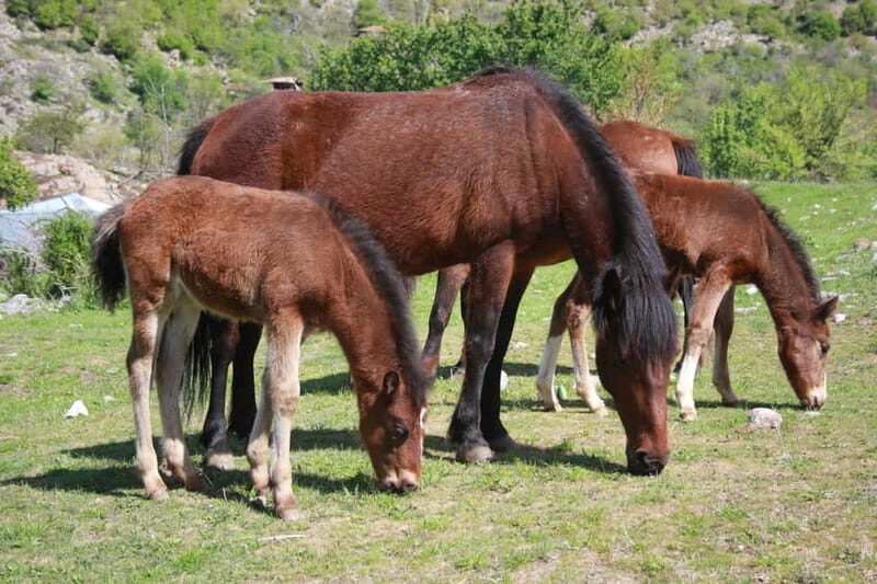 Bansko: Rare Bulgarian Pets Experience - The Sum Up
