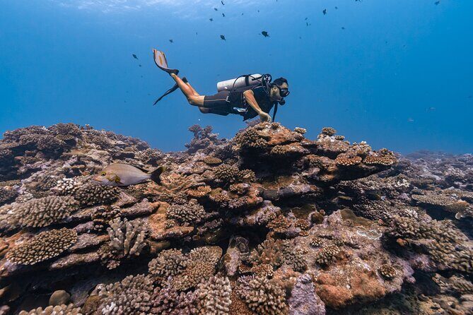 Baptism: introductory dive at Moorea Fun Dive - FAQ