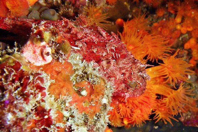 Baptism of diving in the Natural Park of the Strait - FAQ