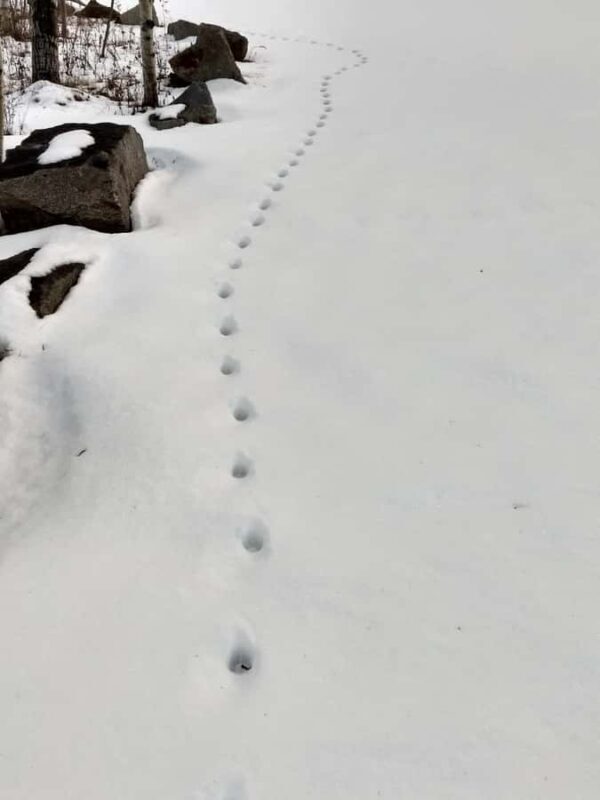 Bar Harbor, Maine: Winter in Acadia Private Driving Tour - A Closer Look at the Experience