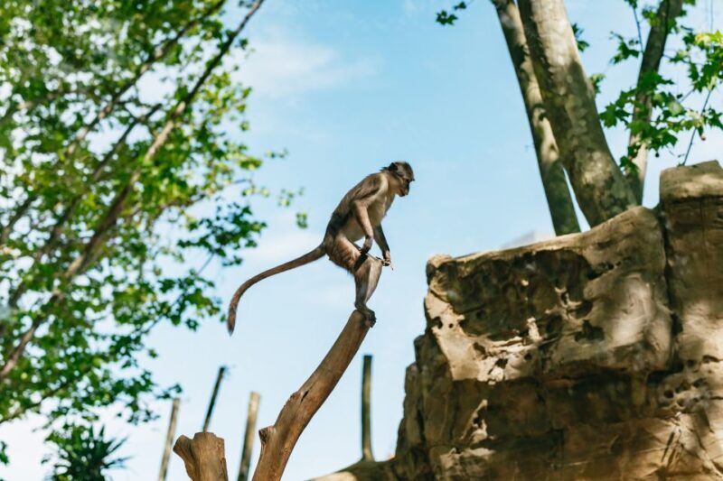 Barcelona: 1-Day Ticket to Barcelona Zoo - An In-Depth Look at Your Visit to Barcelona Zoo