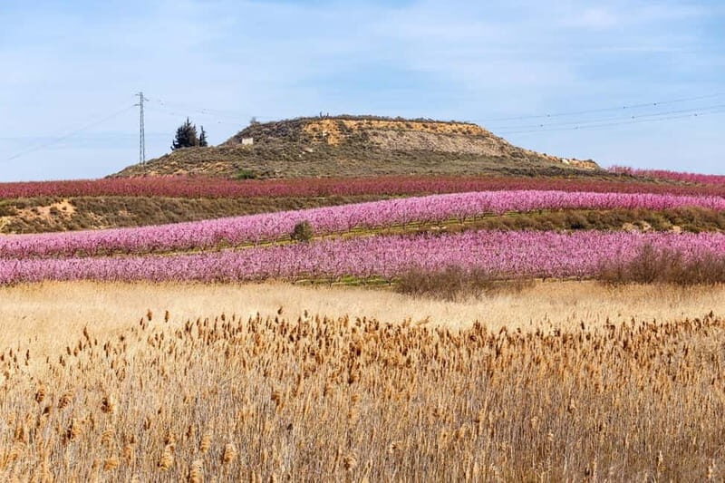 Barcelona: Cherry Blossoms and Montserrat Tour - A Fresh Look at the Barcelona: Cherry Blossoms and Montserrat Tour