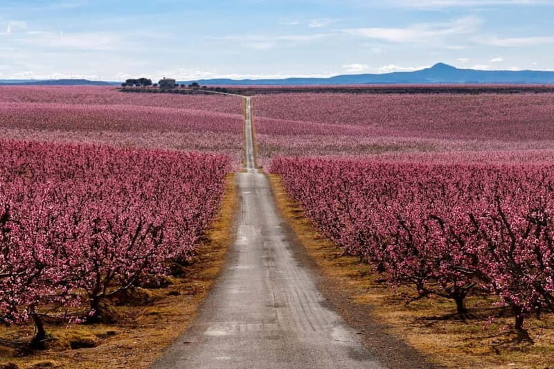 Barcelona: Cherry Blossoms in Aitona & Lunch Tour - Who Will Love This Tour?