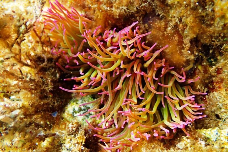 Barcelona: Costa Brava Kayak, Snorkel & Cliff Jump & Lunch - What to Expect on the Costa Brava Kayak Tour