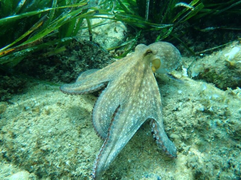 Barcelona: Costa Brava Kayak, Snorkel & Cliff Jump & Lunch - Final Thoughts: Is It Worth It?