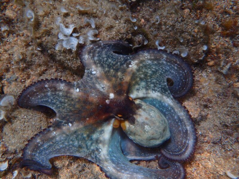 Barcelona: Costa Brava Kayak & Snorkeling Small Group Tour - Key Points